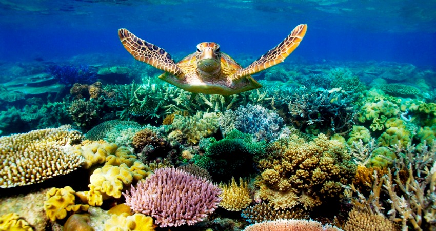 the-great-barrier-reef