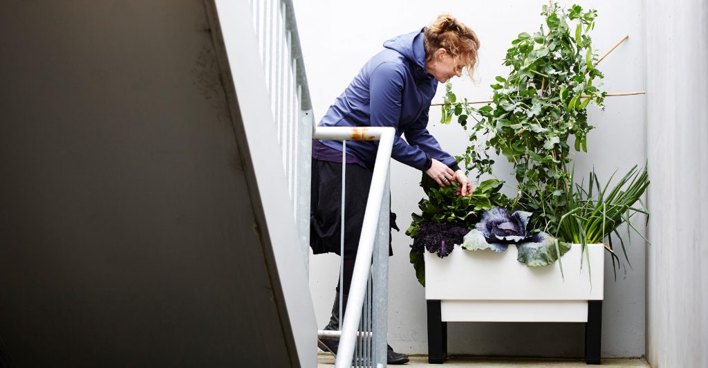 potted-vegetable-garden