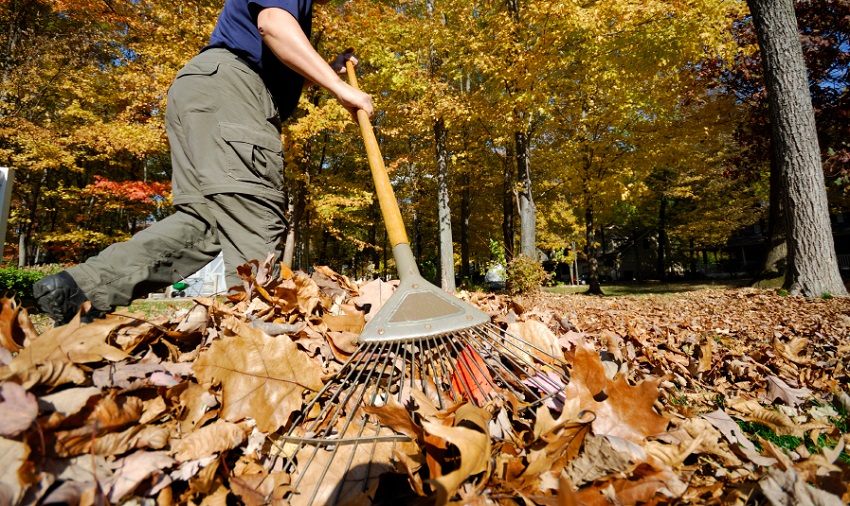 leaf-rake