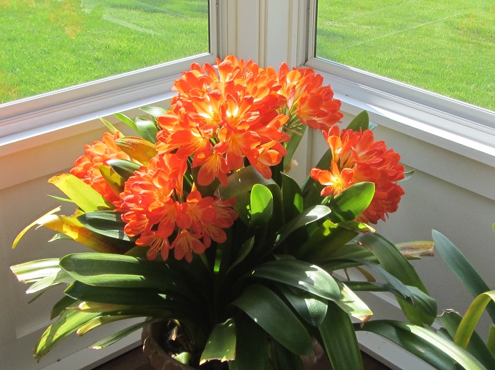 clivia