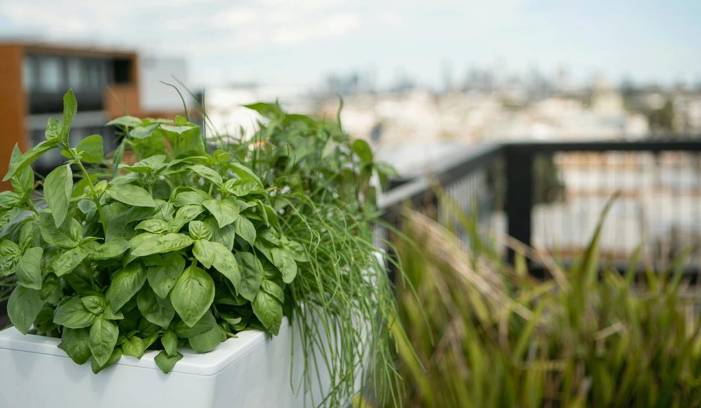 vegetable-garden-in-planters1