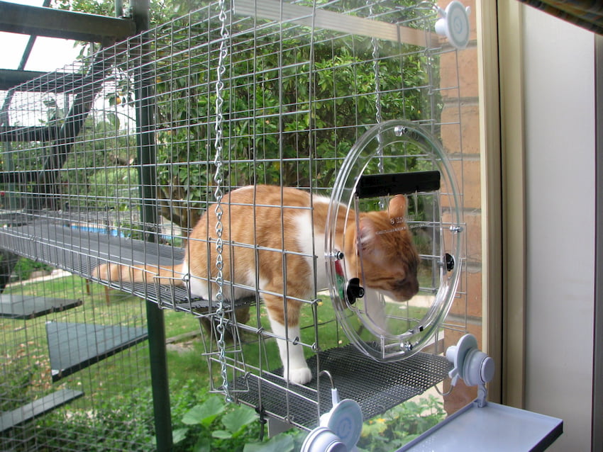 cat inside her enclosure