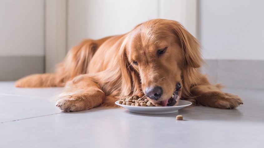 brown dog eating food from bowl