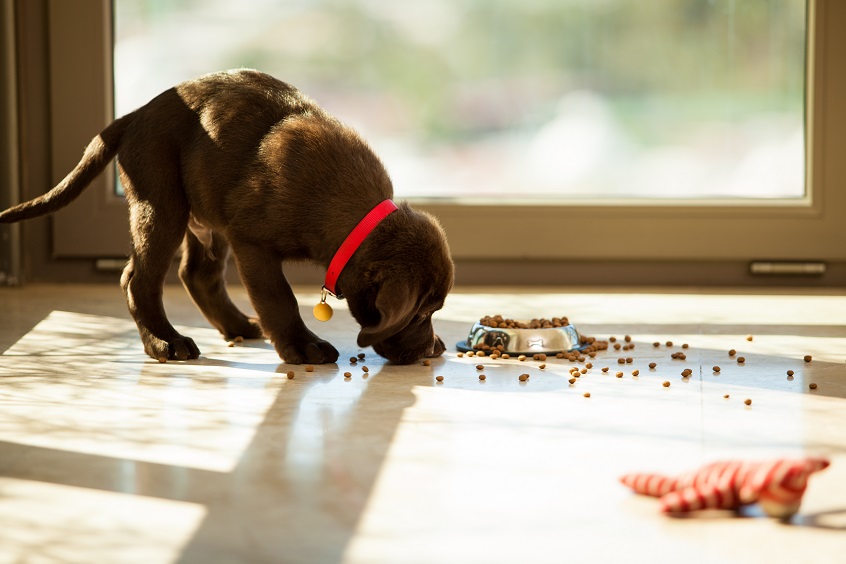 dark brown puppy eating food