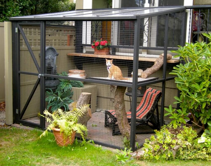 cat inside cat enclosure