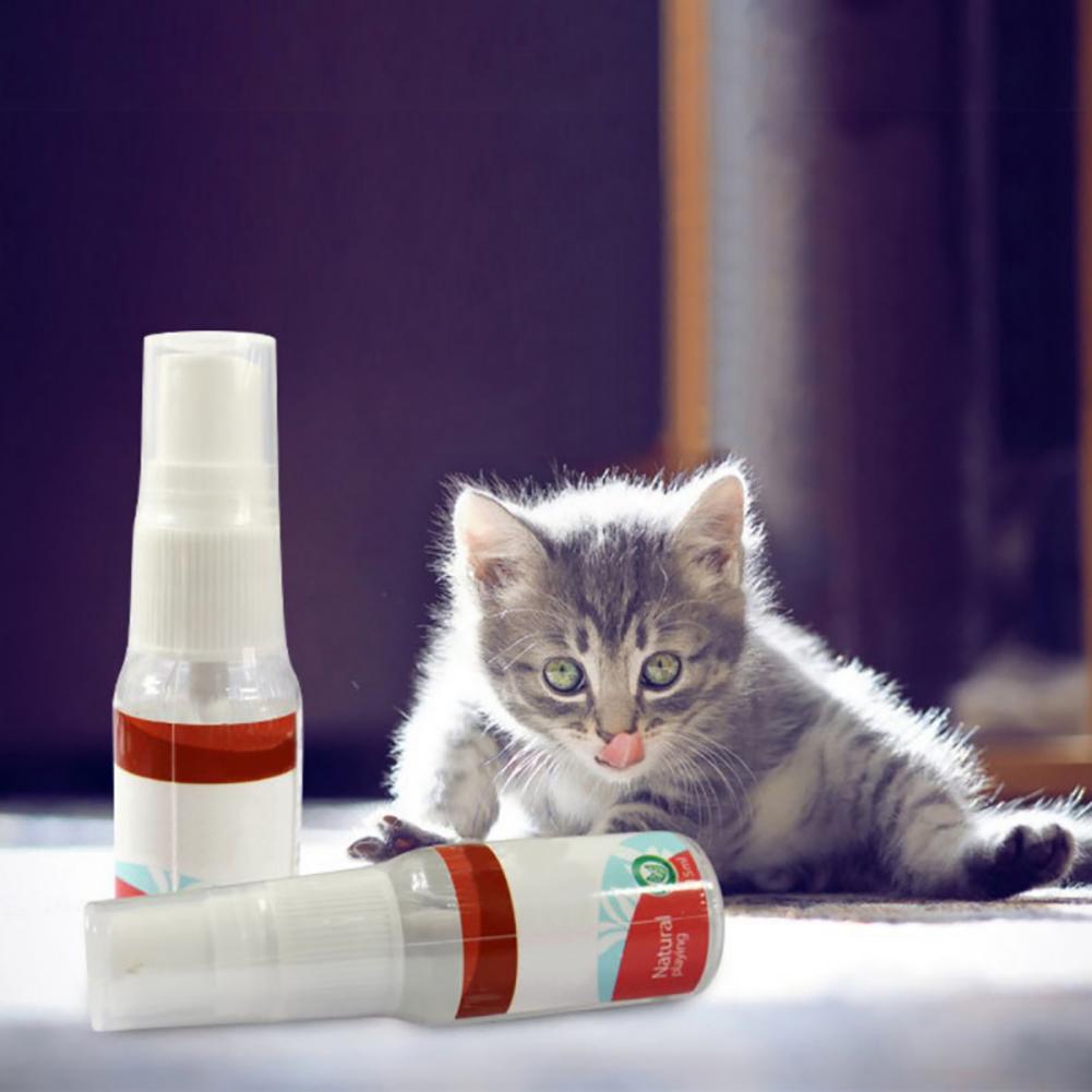 accessories for kittens