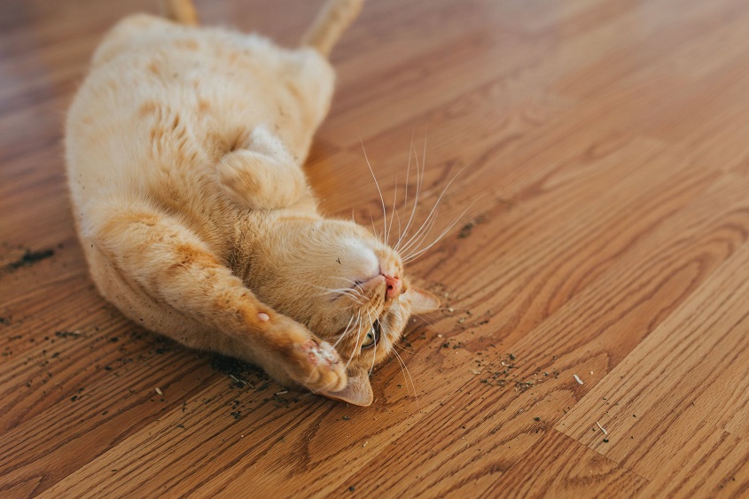 catnip's calming effect