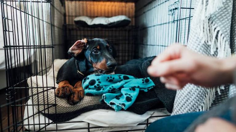 dog in the cage