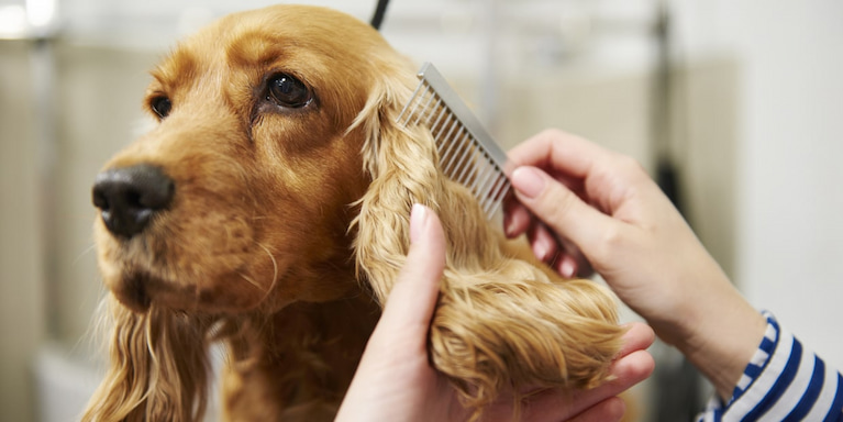 dog grooming supplies