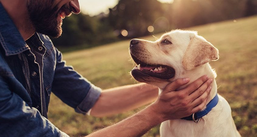 happy dog