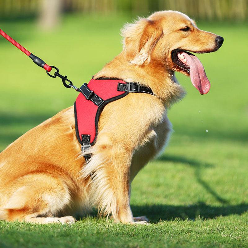 dog harness