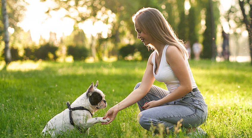 training dog