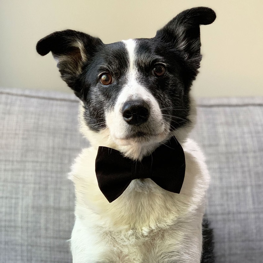 a dog with bow ties for pets