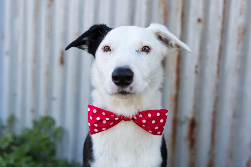 a dog with a bow tie