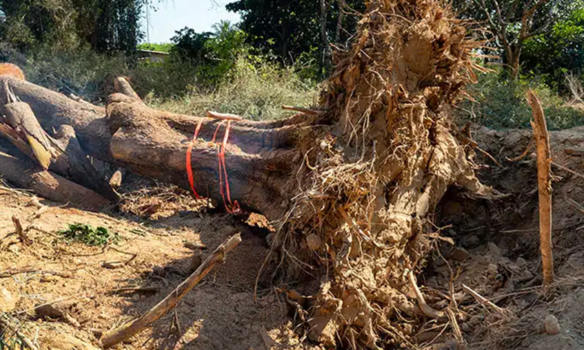removal of a tree with winch