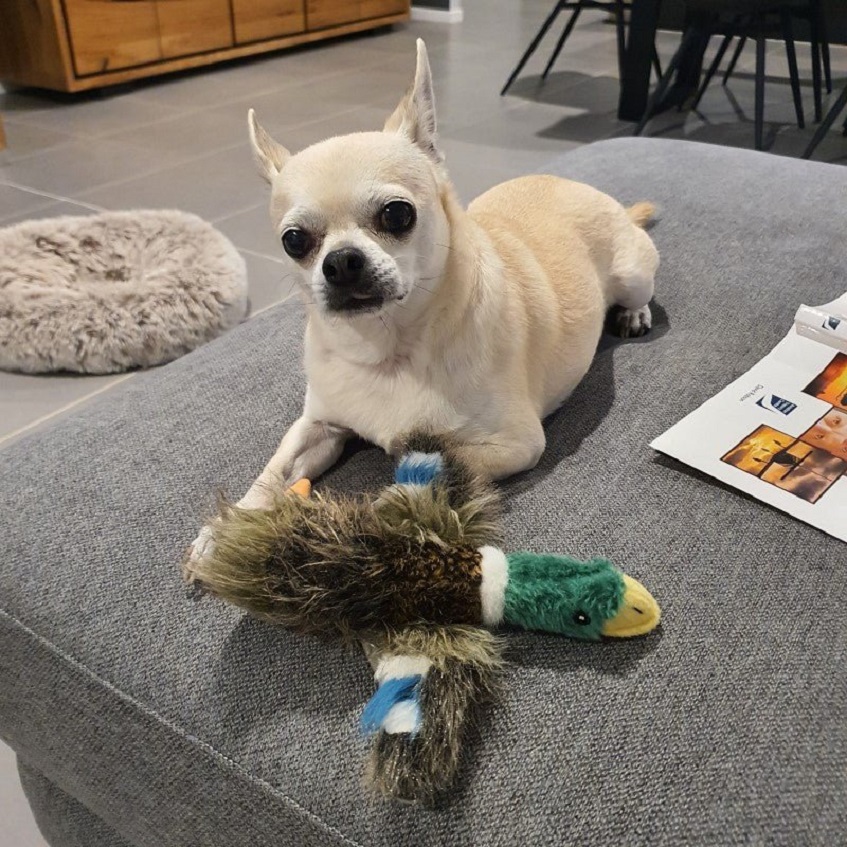 Squeaky dog toys