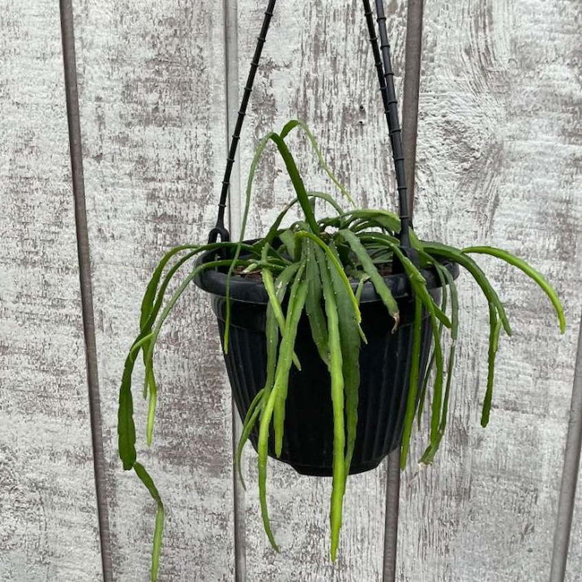 green-home-hanging-plant