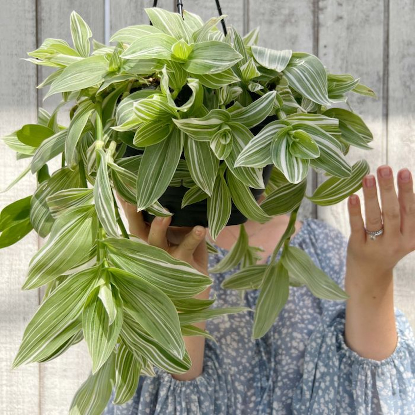 tradescantia-hanging-plant